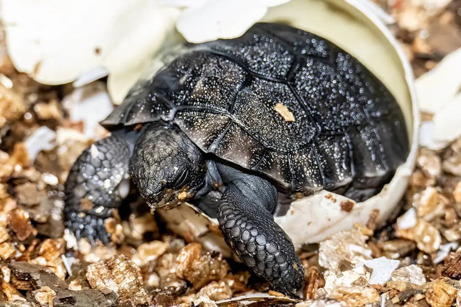 Die Baby-Schildkröte ist am 4. Juni frisch geschlüpft.