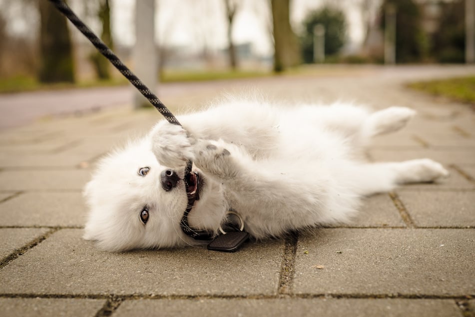 Es bedürfe eines Nachweises, dass sich Hundehalter sowohl fachlich als auch finanziell um die Tiere kümmern könnten, verlangte Schmidt. (Symbolbild)