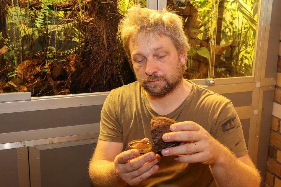 Tierpfleger Matthias Schielke hat die Brutschalen der Pfeilgiftfröschen im Zuchtterrarium immer sorgsam kontrolliert.