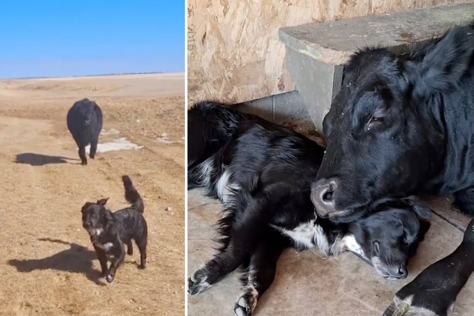 Vierbeiner vereint: Hund "Sergeant" und Kuh "Daisy" mögen sich mehr als nur ein wenig.