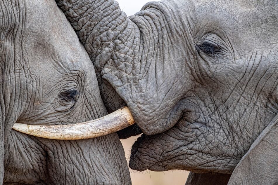 Elefanten haben ein sehr gutes Gedächtnis und lieben ihre Angehörigen über deren Tod hinaus.