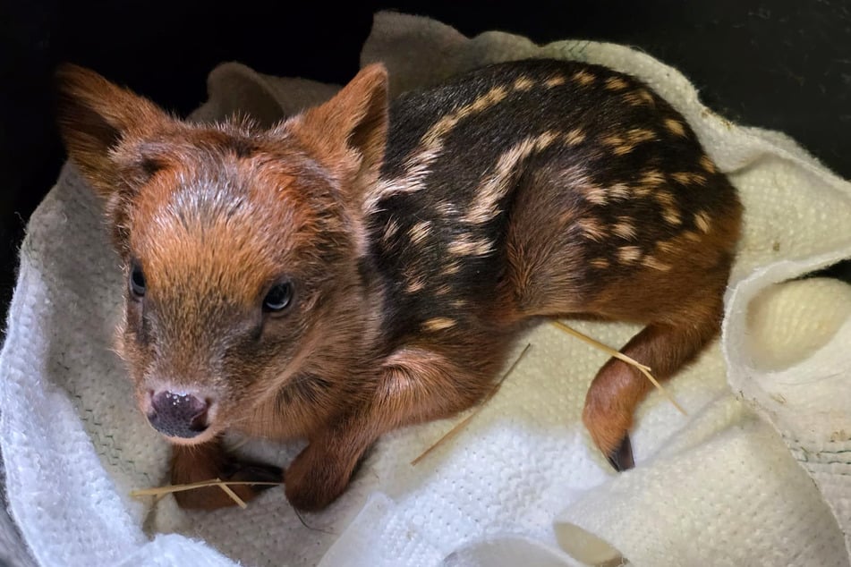 Das vergangene Woche geborene Südpudu-Mädchen wiegt mittlerweile 1,13 Kilo.