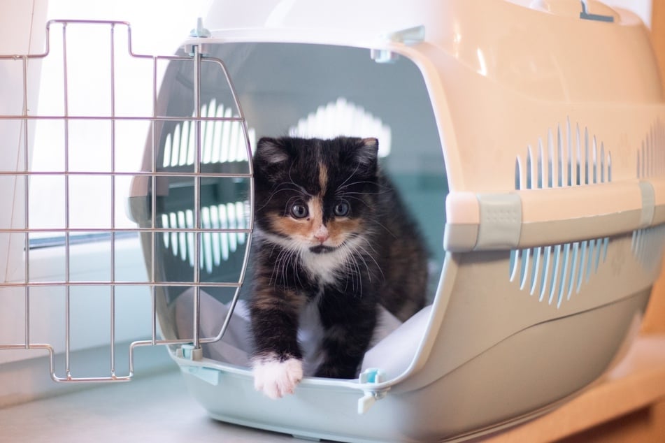 Bereits im frühen Alter können Katzen an eine Transportbox gewöhnt werden.