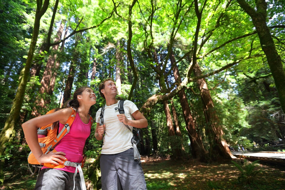 Experts say human visitors can have a devastating impact on the environment around the tree (stock image).