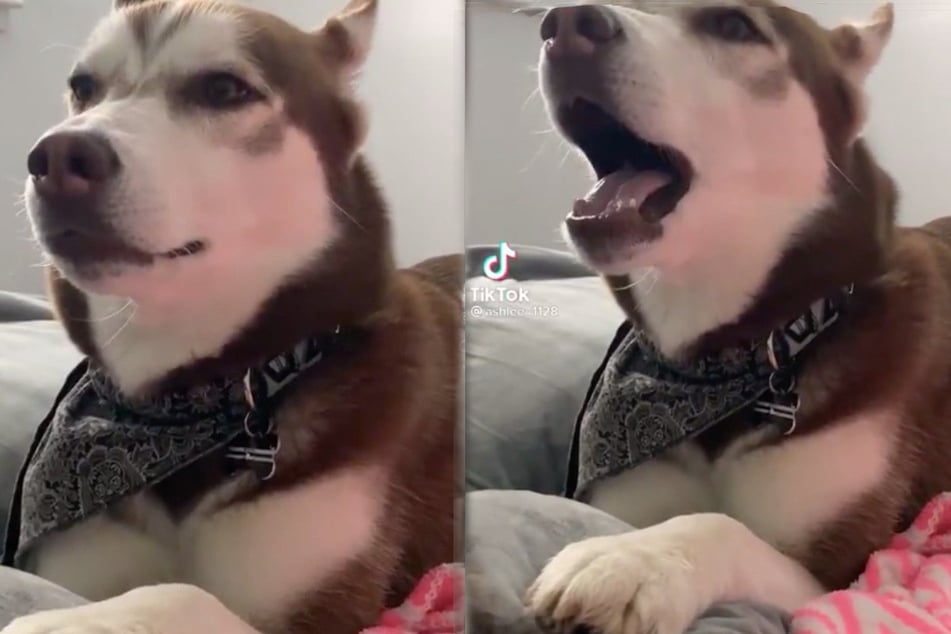 May the force be woof you! Talented dog sings the Stars Wars theme song