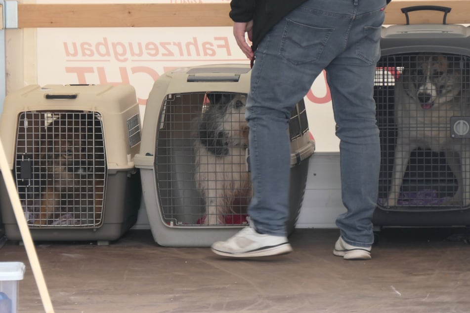 Die Hunde lebten vorher alle in einem Wohnhaus.