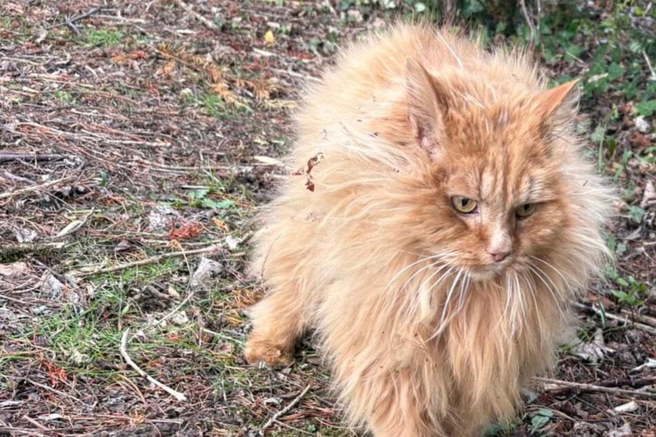 Katze ist seit vier Jahren verschwunden: Als Besitzerin durch Facebook scrollt, trifft sie der Schlag