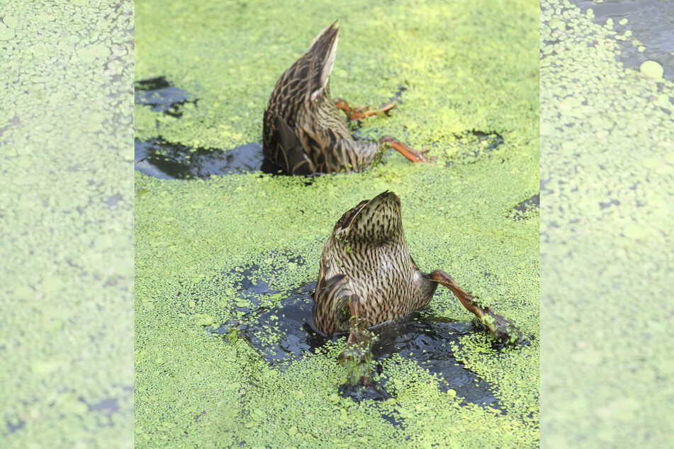 Ein vertrautes Bild: Zwei Enten baden in der grünen Grütze.