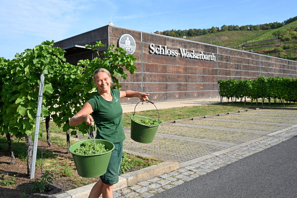 Gärtnerin Brigitte Münch (38) hat auf dem Weingut Schloss Wackerbarth wieder allerhand zu tun.
