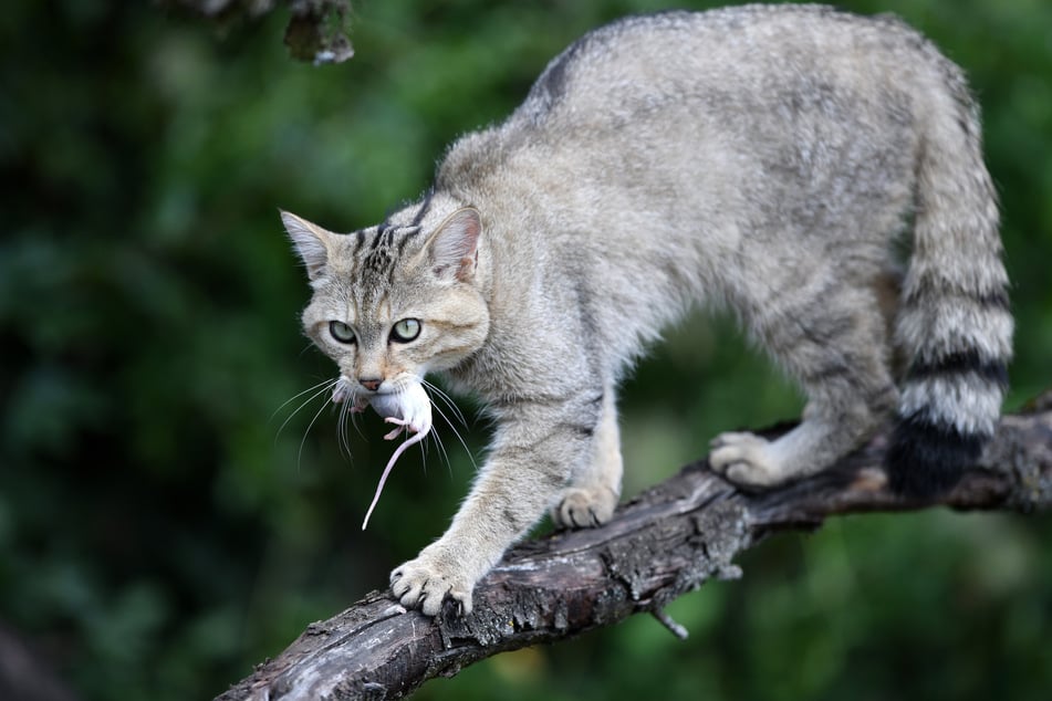 Auch jeder einzelne Waldbesucher kann etwas für den Erhalt der Wildkatzen tun.