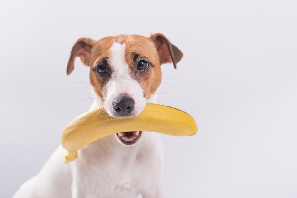 Ist die Banane auch gesund für Hunde?