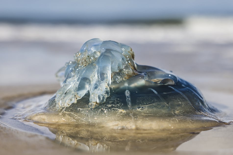 Auch die Blaue Nesselqualle kommt in Nord- und Ostsee vor. (Symbolbild)