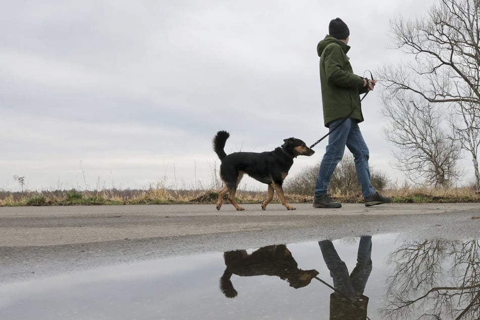 Hundebesitzer sollten besonders auf ihre Tiere aufpassen. Bislang scheinen die Fallzahlen noch gering zu sein.