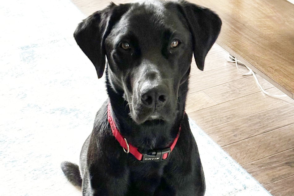 Das ist der echte Angus!