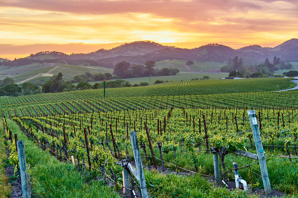 A vineyard at sunset in California, which offers perfect conditions for wines like Pinot Noir and Chardonnay (stock image).