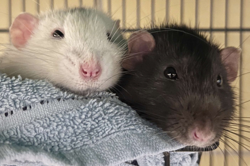 Die beiden Ratten Paul und Ringo sind auf der Suche nach einem neuen Zuhause.