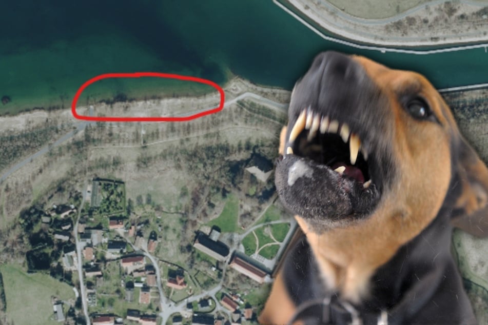 Polizei bittet um Hinweise: Hund beißt Mädchen ins Gesicht - Neunjährige schwer verletzt