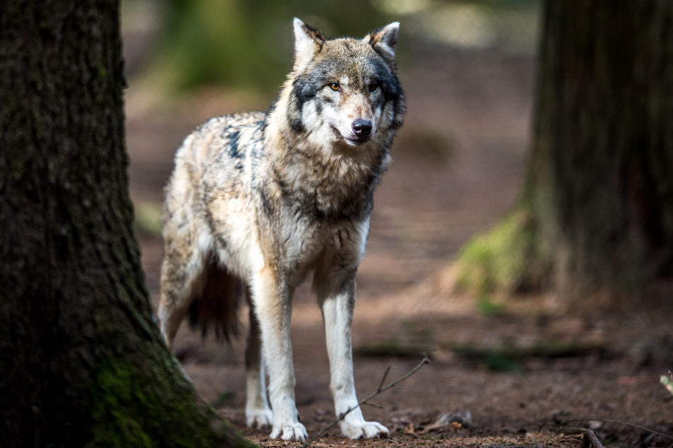 In Nordrhein-Westfalen ist ein weiterer Wolf nachgewiesen worden. Er soll ein Schaf in der Eifel gerissen haben. (Symbolbild)