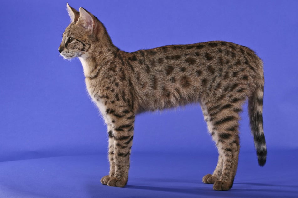 Savannah cats are some of the biggest house cats in the world.