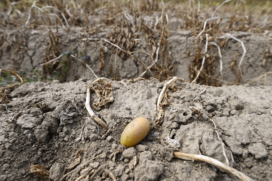 Der Hitze-Sommer habe den sächsischen Kartoffelpflanzen stark zugesetzt.