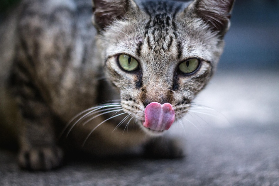 Some cats are just a bit more leaky than others.