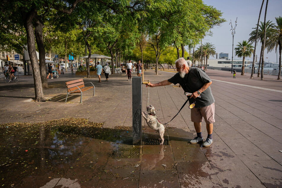Im spanischen Barcelona lieben bei Hitzewellen auch Hunde die Stadtbrunnen.