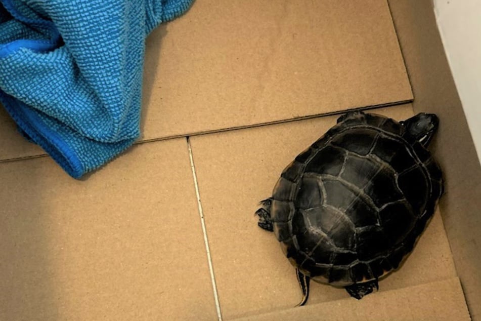 Man stopped by airport security is found to have a live turtle in his pants