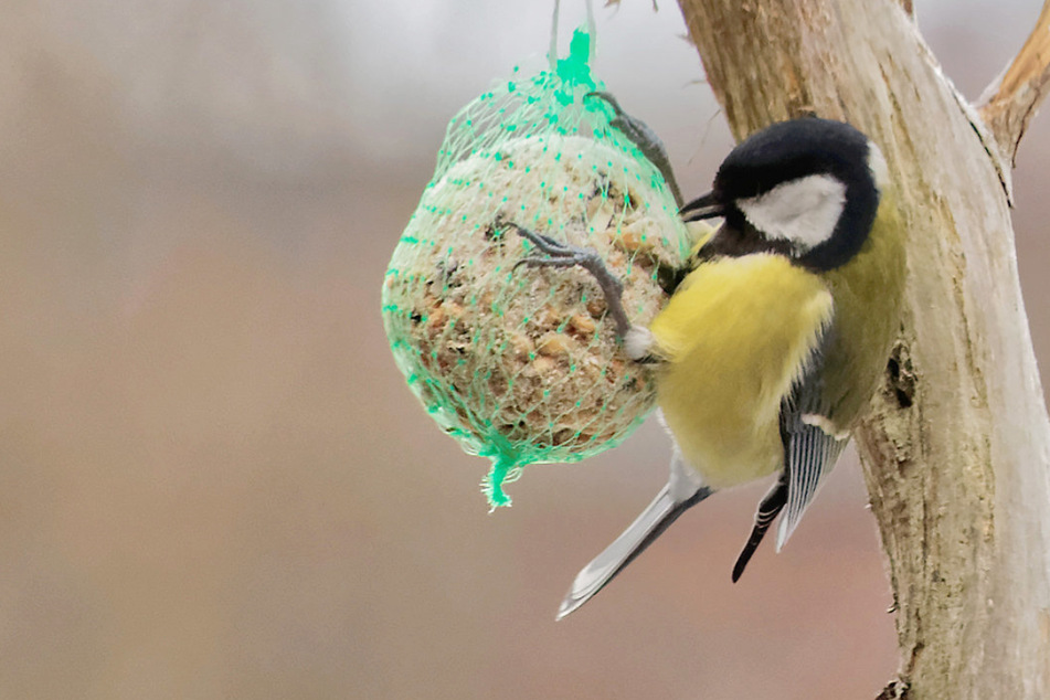Vögel füttern im Winter: Diese Experten-Tipps solltet Ihr beachten
