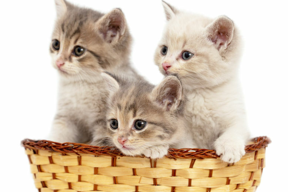 Vergiftet? Haben Tierquäler mehrere Katzen auf dem Gewissen?