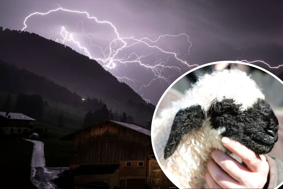 Blitz tötet 97 Schafe in der Schweiz: Tiere standen dicht beieinander