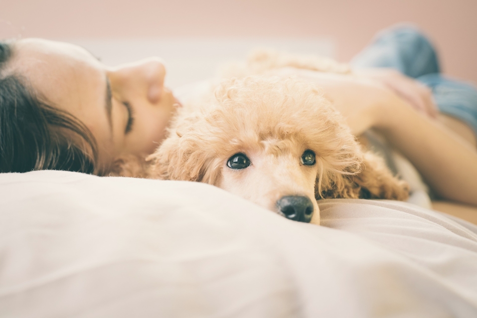 Wasserhunde werden inzwischen vermehrt als Begleit-, Familien- und Therapiehunde eingesetzt.