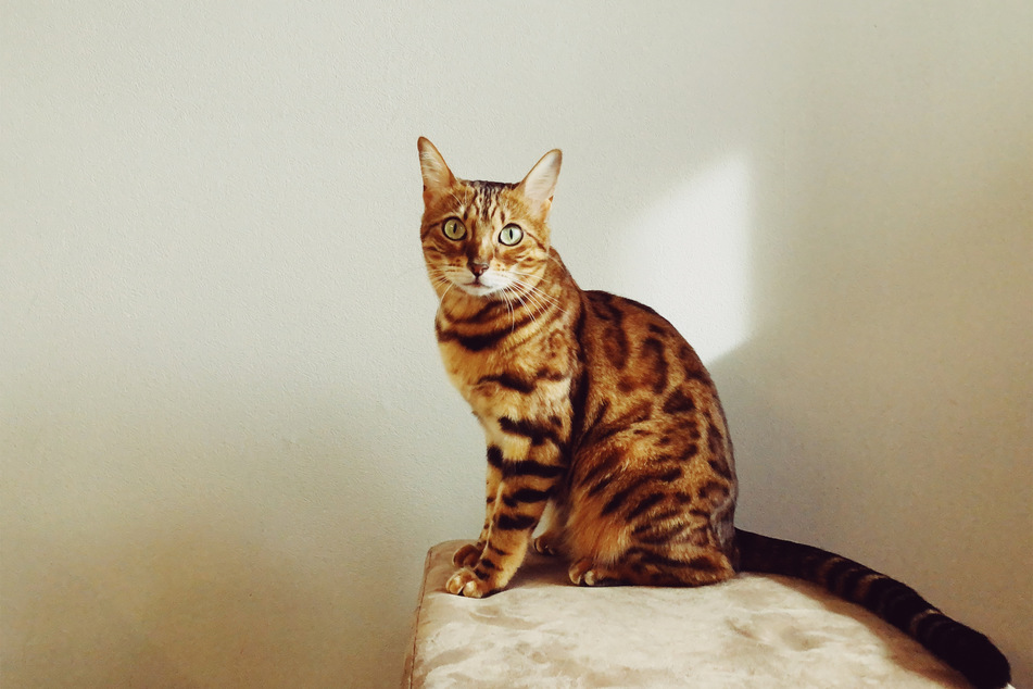 There are few cats more beautiful or even on par with the Bengal - these are some stunning kitties!