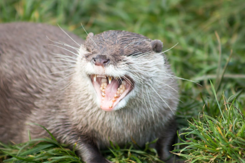 Unterschätzte Raubtiere: Trotz ihres niedlichen Aussehens sind Otter als Fleisch- bzw. Fischfresser mit scharfen Krallen und Zähnen bewaffnet, die sie auch gegen Menschen einsetzen, sobald diese in ihr Futter- bzw. Nistgebiet eindringen.