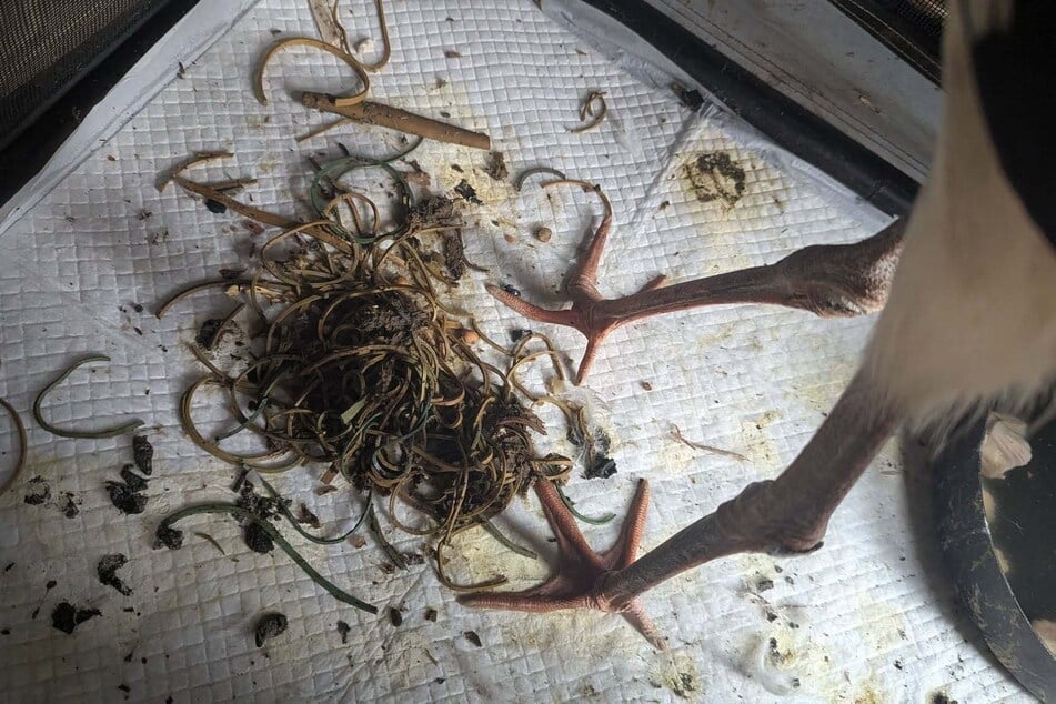Diese Gummibänder hätten einen Storch fast das Leben gekostet.