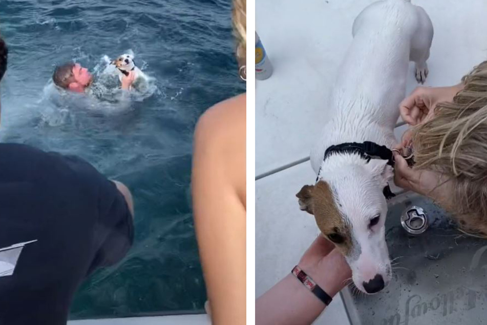 Freunde platt! Hund schwimmt mitten im Ozean: Dann finden sie heraus, was passiert ist