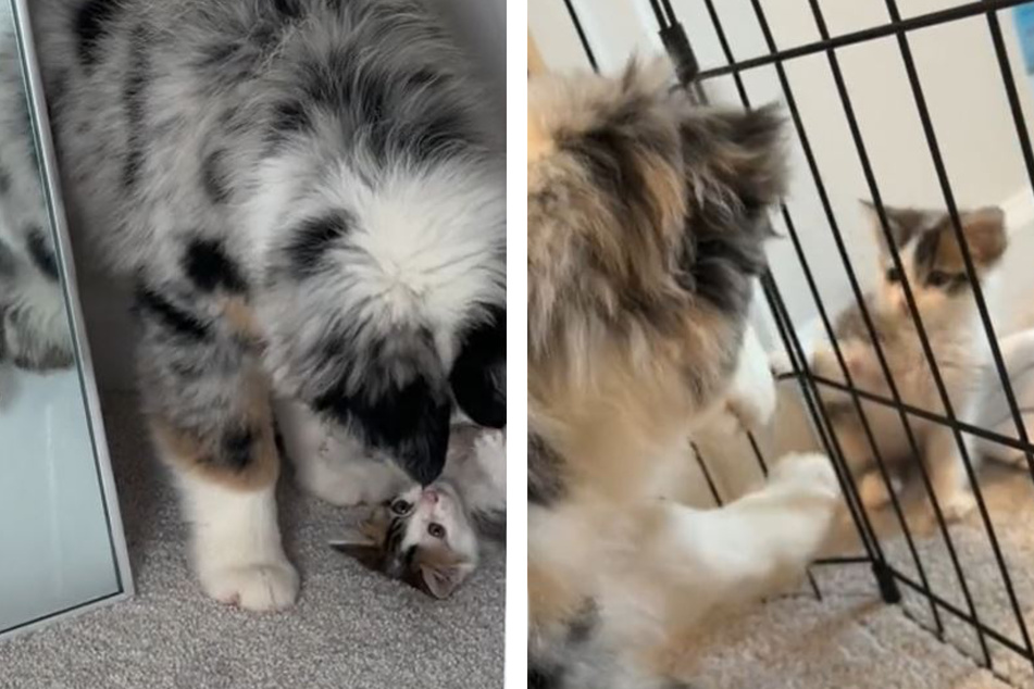 This fluffy cat and dog duo thrills millions with their cuteness on TikTok.