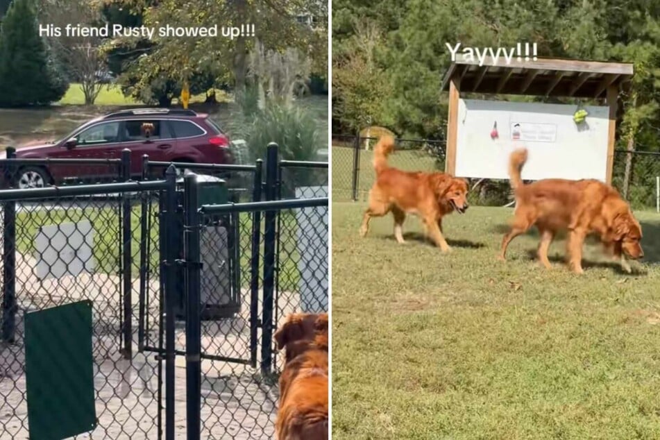 Boo the dog was soon a changed man and immediately went exploring the park with his buddy.