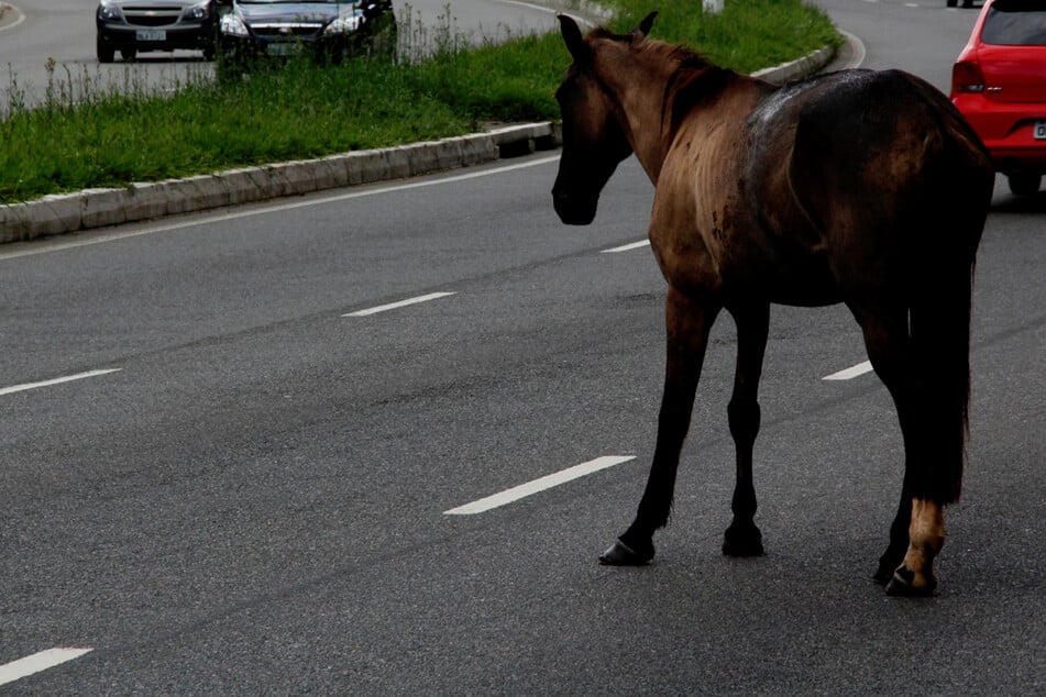 Das Pferd lief auf eine Straße und kollidierte mit zwei Autos. (Symbolbild)