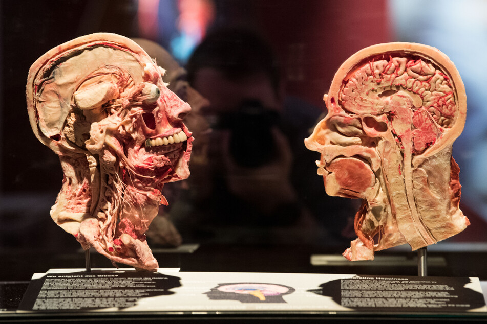 Im Haus des Handwerks findet derzeit eine spannende Ausstellung zur menschlichen Anatomie statt. (Symbolbild)