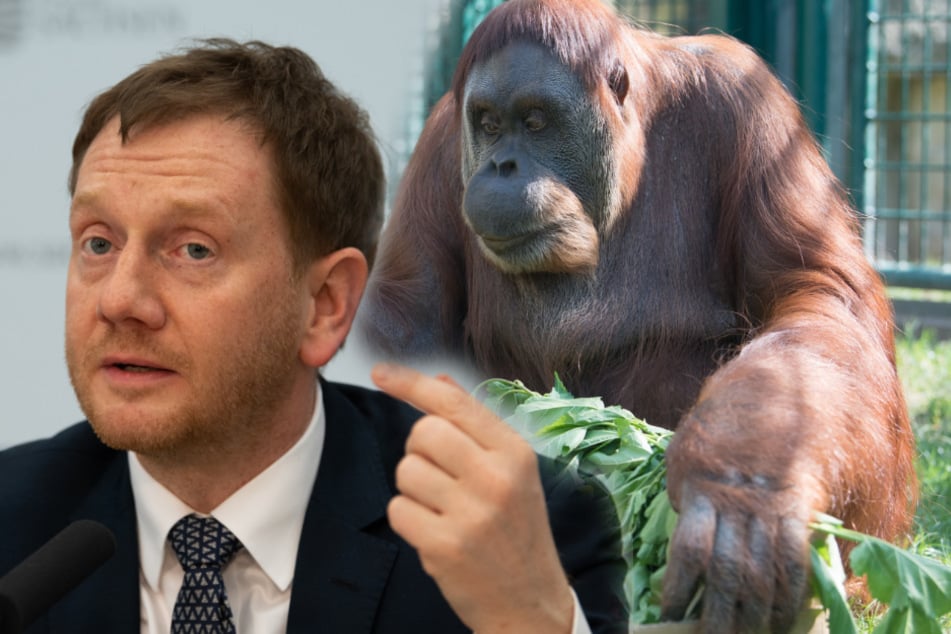 Michael Kretschmer (44, CDU) agreed with the state government that zoos can be reopened.