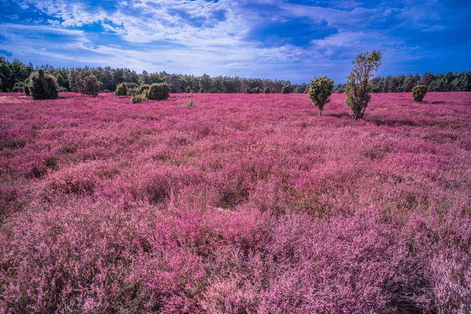 Wer braucht die Provence, wenn in der Lüneburger Heide die kleinen Blüten der Besenheide blühen?