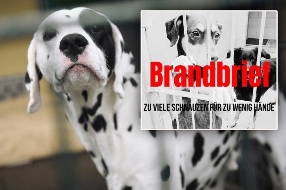 Verzweifelter "Brandbrief" von Tierheimen: "Hundehalter lassen ihre Hunde töten!"