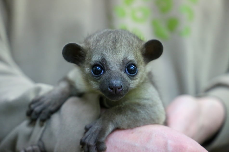 Männchen Til hat am 7. Dezember das Licht der Welt im Berliner Zoo erblickt.