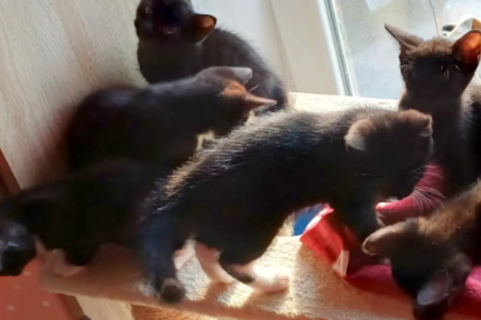 Neugierige Kätzchen suchen Platz zum Spielen: Wer schenkt den "Blackys" ein Zuhause?