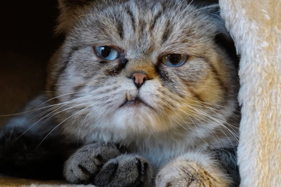 Durch das im putzigen Gesicht gut sichtbare Zähnchen hat der Kater seinen Namen.