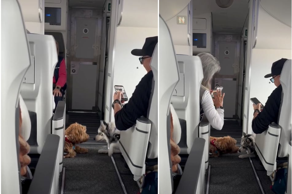 So süß! Nach nur wenigen Minuten tauschen die Fellnasen feuchte Küsse aus.