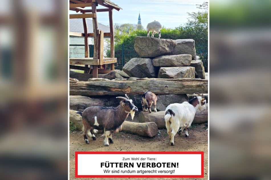 Das Garten- und Friedhofsamt bittet eindringlich, die Tiere im Schwanenteichpark nicht zu füttern.