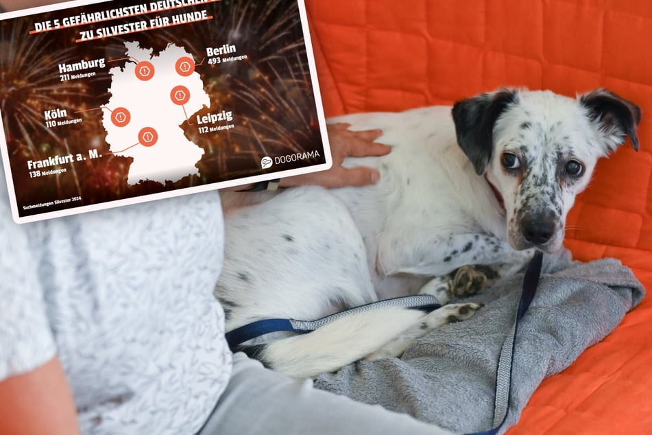 Leipzig: Laute Böller und Raketen zu Silvester: So viele Hunde sind deshalb in Leipzig schon abgehauen!