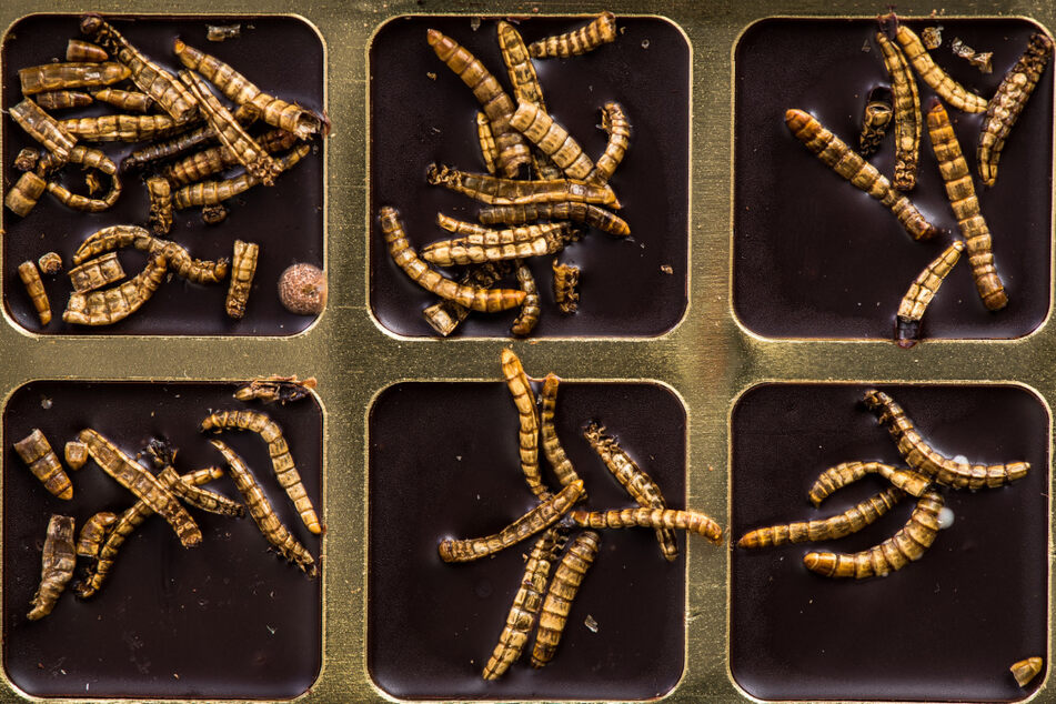 Woman's chocolate bar is full of creepy crawlies