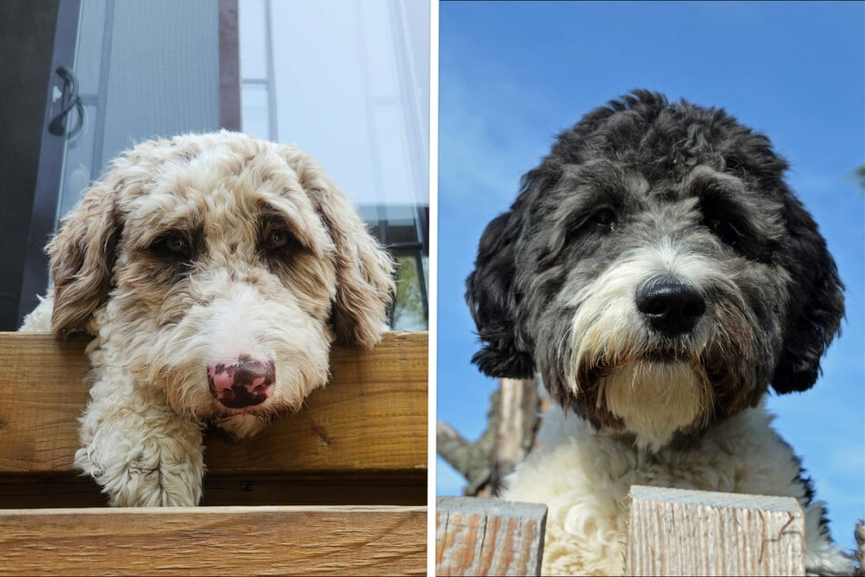 Einen Australian-Shepherd-Pudel-Mix gibt es in verschiedenen Farben.